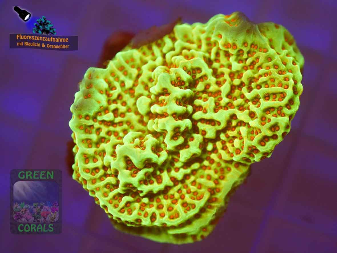 Montipora-sp.-gruen-orange´DSC07591-b-k-WZ-2