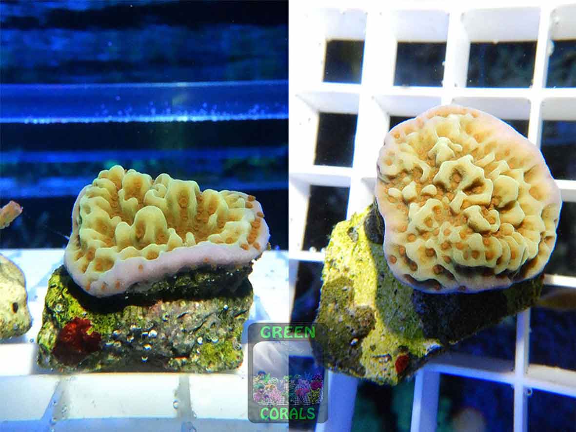 Montipora-sp.20-gruen-orange´-2er-WZ