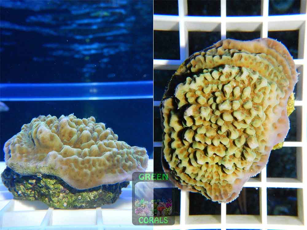 Montipora-sp.20-gruen-orange´-DSCN5888-2er-WZ
