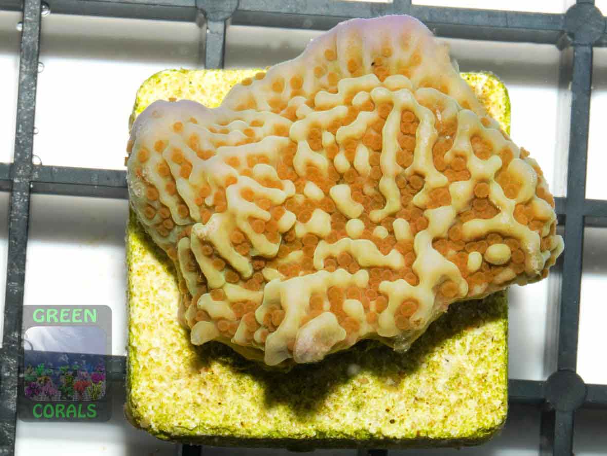 Montipora-sp.gruen-orange´-DSC04663-b-WZ