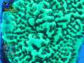 Montipora-sp.-gruen-orange´DSC07485-Makro-b-k-WZ-Badge