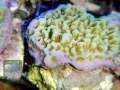 Montipora-sp.20-gruen-orange´-DSCN7910-b-k-WZ