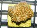 Montipora-sp.gruen-orange´-DSC04663-b-WZ