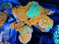 Montipora-sp.-grafted-orange-green´DSC04869-b-WZ-WZ