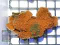 Montipora-sp.21-folios-rg-grafted´-DSC05812-b-k-WZ
