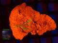 Montipora-sp.21-folios-rg-grafted´-DSC05923-b-k-WZ