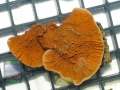 Montipora-sp.21-folios-rg-grafted´-DSC05956-b-k-WZ