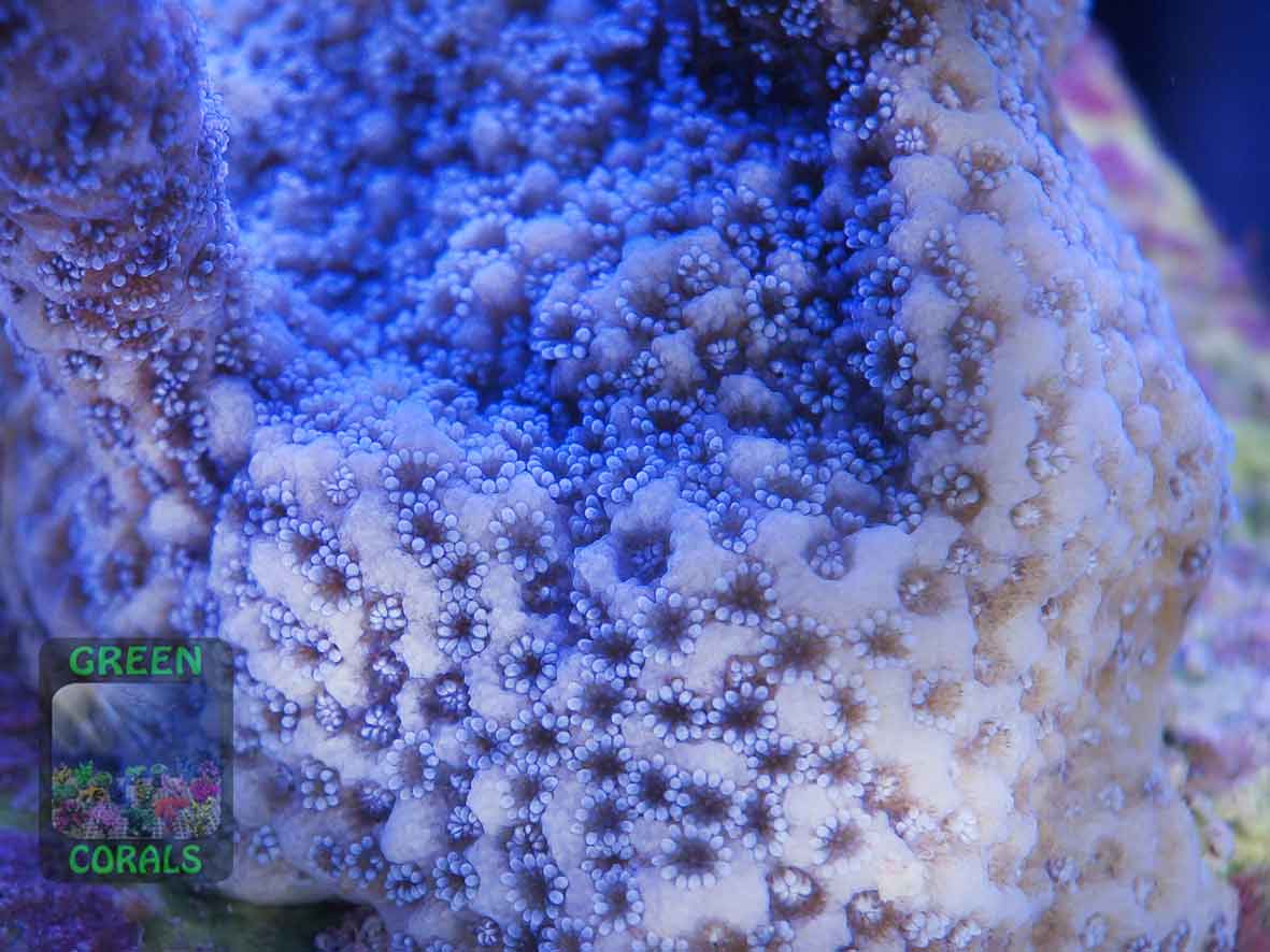 3_Montipora-sp.-‚stahlblau‘_makro-DSC07508