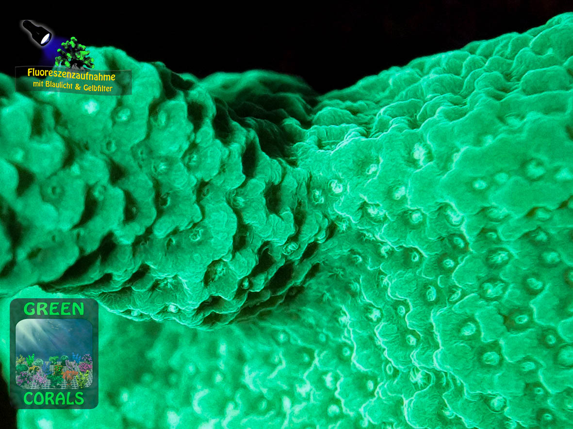 Montipora-sp.-‚stahlblau‘_makro-DSC07422-WZ