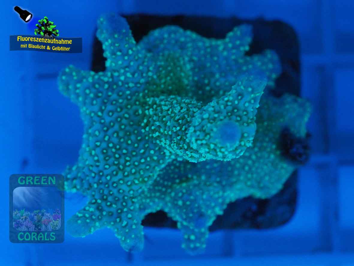 Montipora-sp.-digitate-stahlblau´-DSC06093-yellowfilter_badge-WZ