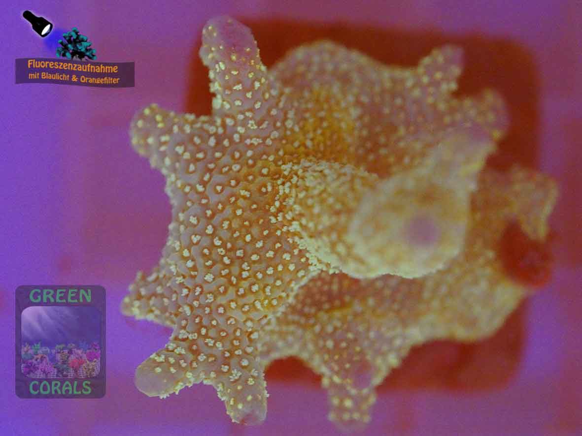 Montipora-sp.-digitate-stahlblau´-DSC06134-orangefilter_badge-WZ
