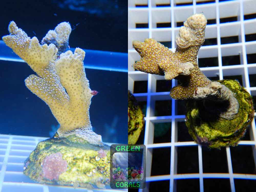 Montipora_sp.3-stahlblau´_WYSIWYG