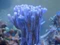2_Montipora-sp.3-stahlblau´_DSC02255