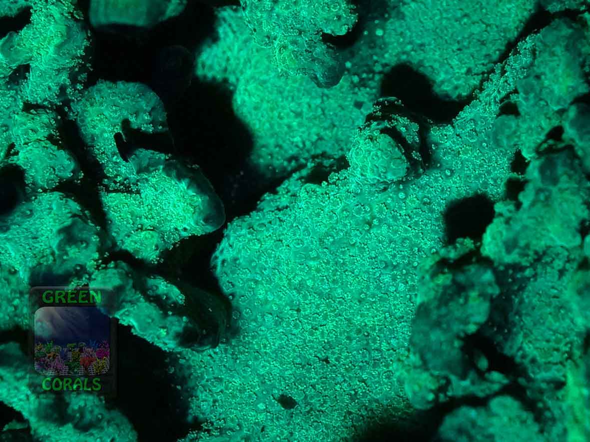 4_Montipora-sp.4-graugruen´_DSC06189