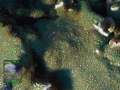 Montipora-sp.-digitatgraugruen´-DSC01055-b-k-WZ