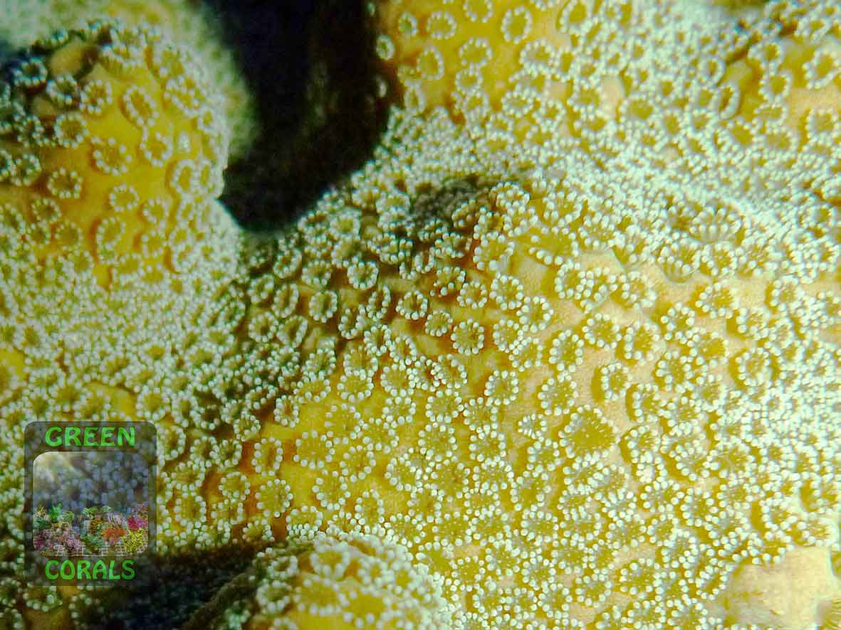 3_Montipora-sp.5-gruen´_P1160267-WZ