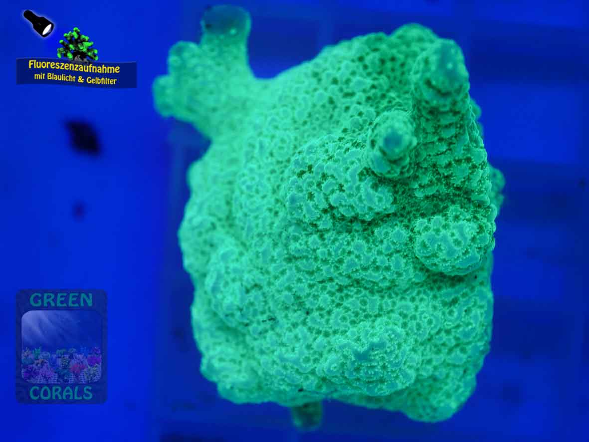 Montipora-sp.-gruen´-DSC07277-b-k-WZ_yellow_badge