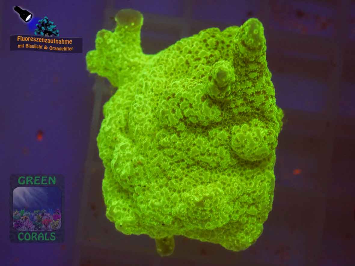 Montipora-sp.-gruen´-DSC07348-b-k-WZ_orange_badge
