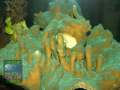 2_Montipora-sp.5-gruen´_DSC00456-WZ