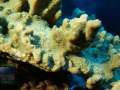 Montipora-sp.-gruen´-DSC06730