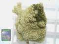 Montipora-sp.-gruen´-DSC07412-b-WZ