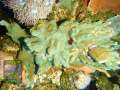 Montipora-sp.-gruen´-DSCN6444-b-k