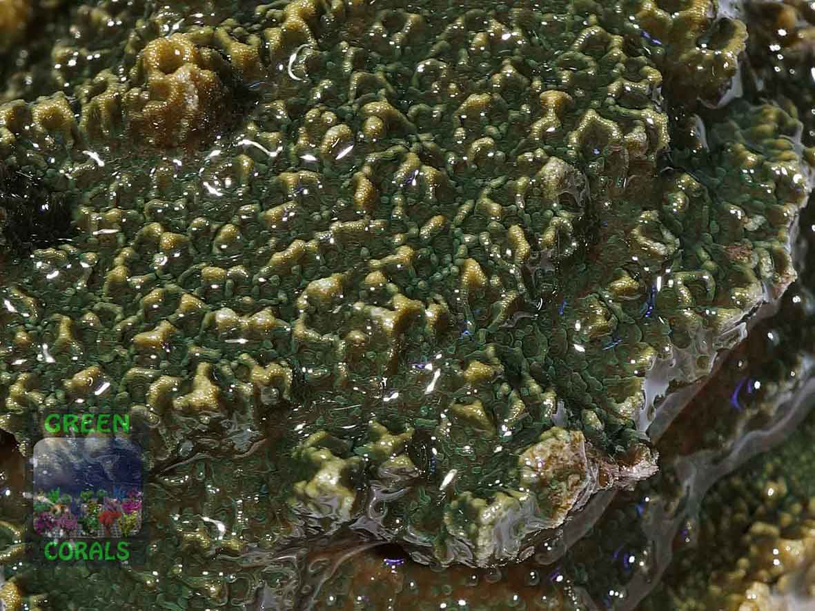 3_Montipora-sp.6-green-plate´_DSC00561
