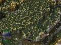 3_Montipora-sp.6-green-plate´_DSC00561