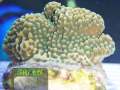 Montipora-sp.6-green-plate´-DSC03713