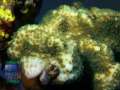 Montipora-sp.6-green-plate´-DSC06861