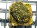Montipora-sp.green-plate´-DSC04667-b-WZ