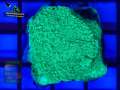 Montipora-sp.green-plate´-DSC04697-b-WZ-YF