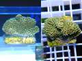 Montipora_sp.6-green-plate´_WYSIWYG-WZ