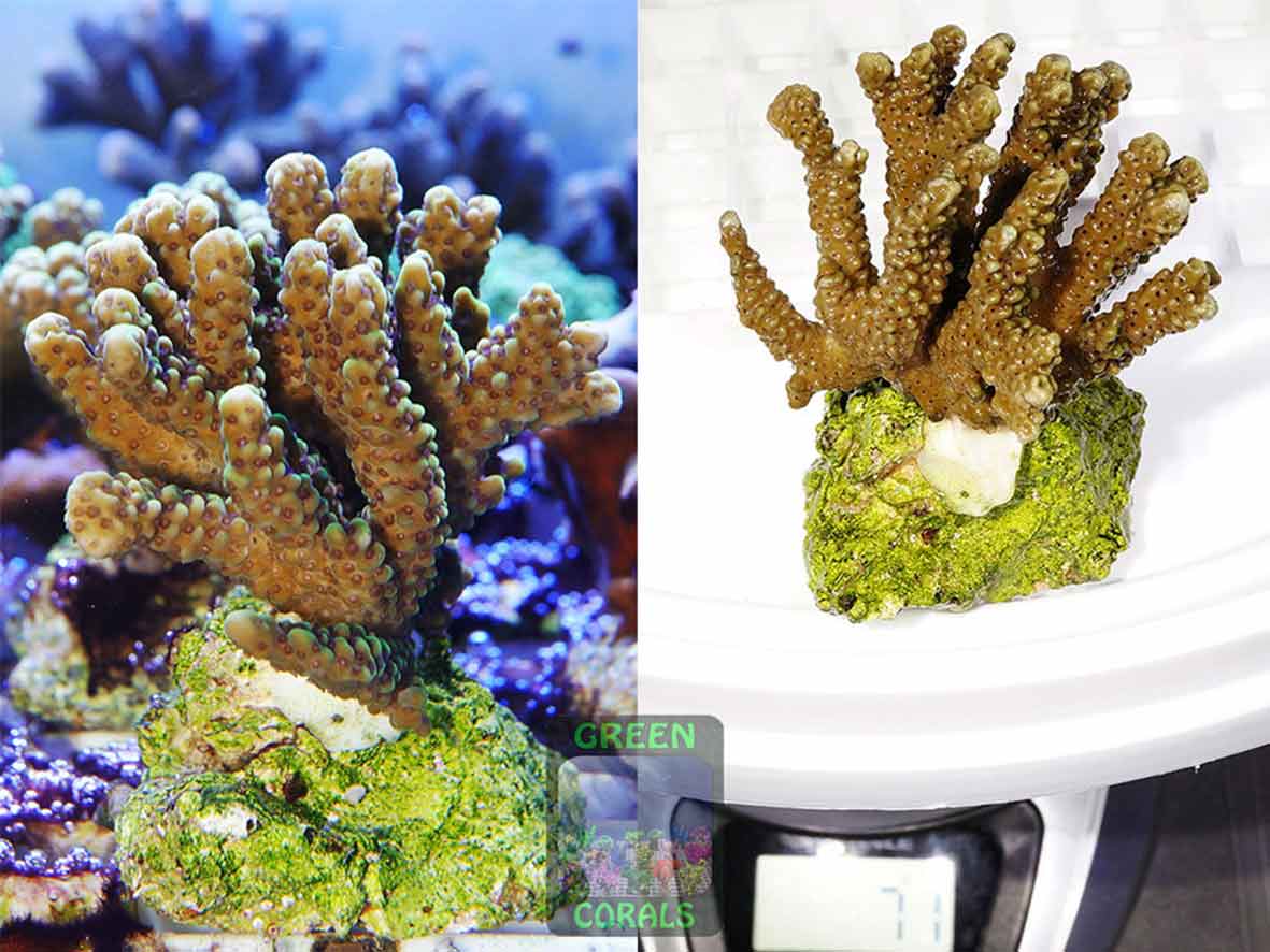 Montipora-capitata-‚digitat-lila‘-DSC06899_2er