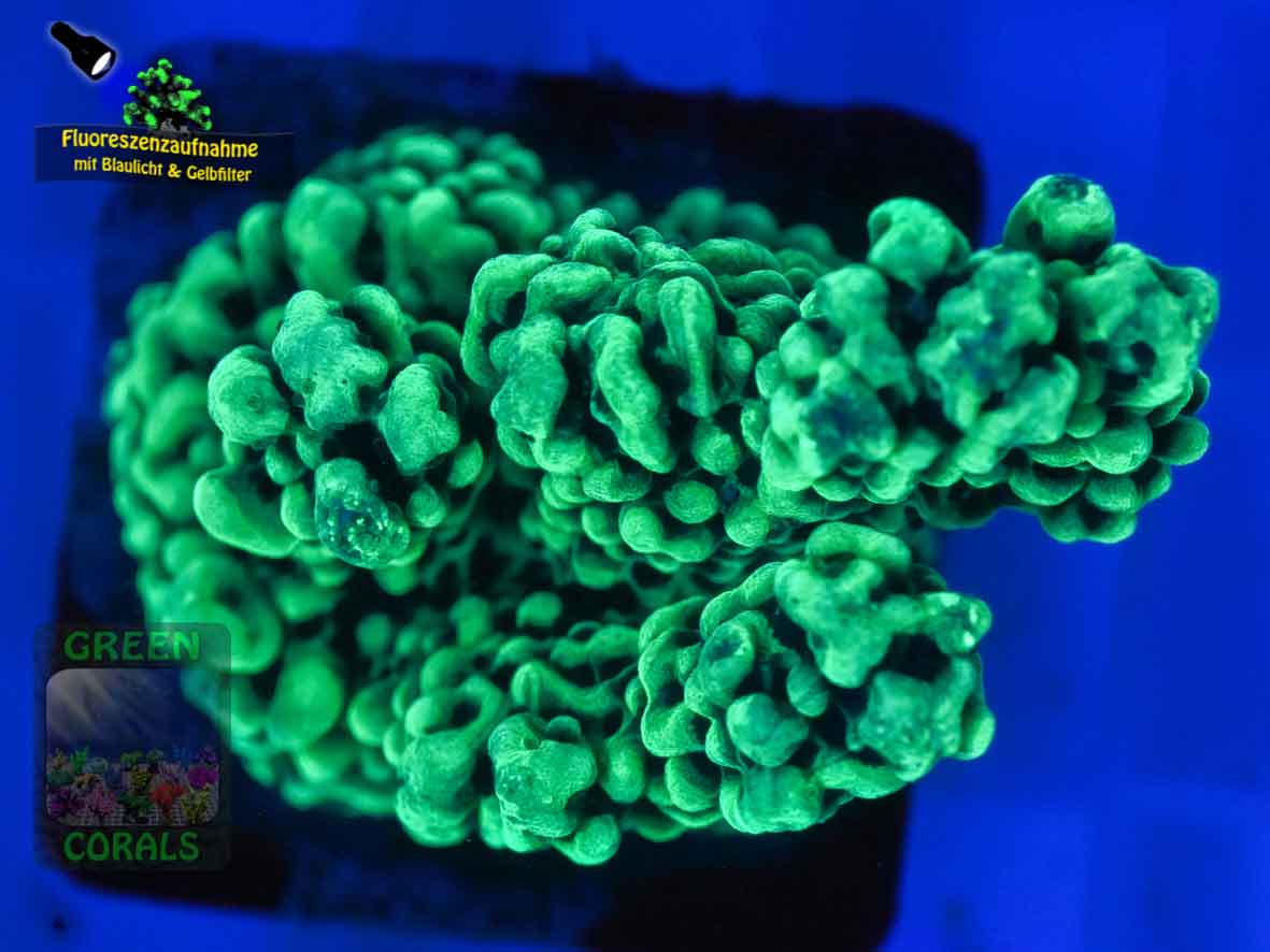 Montipora-capitata-digitate-lila´-DSC07280-b-k-WZ_