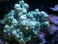 2-Montipora-sp.-digitate-lila´-DSC06685