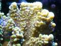 3-Montipora-sp.-digitate-lila´-DSC06578