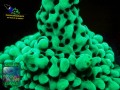 Montipora-capitata-‚digitat-lila‘_makro-DSC07420-WZ