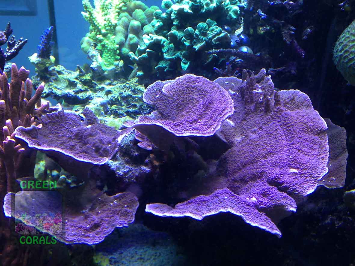 2-Montipora-sp.8-folios-lila´-IMG_4388
