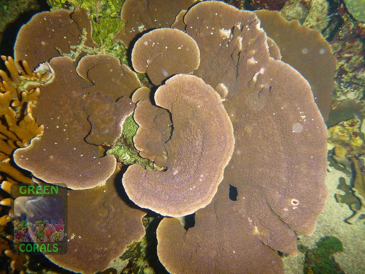 2_Montipora-sp.-lila´-P1160228-WZ