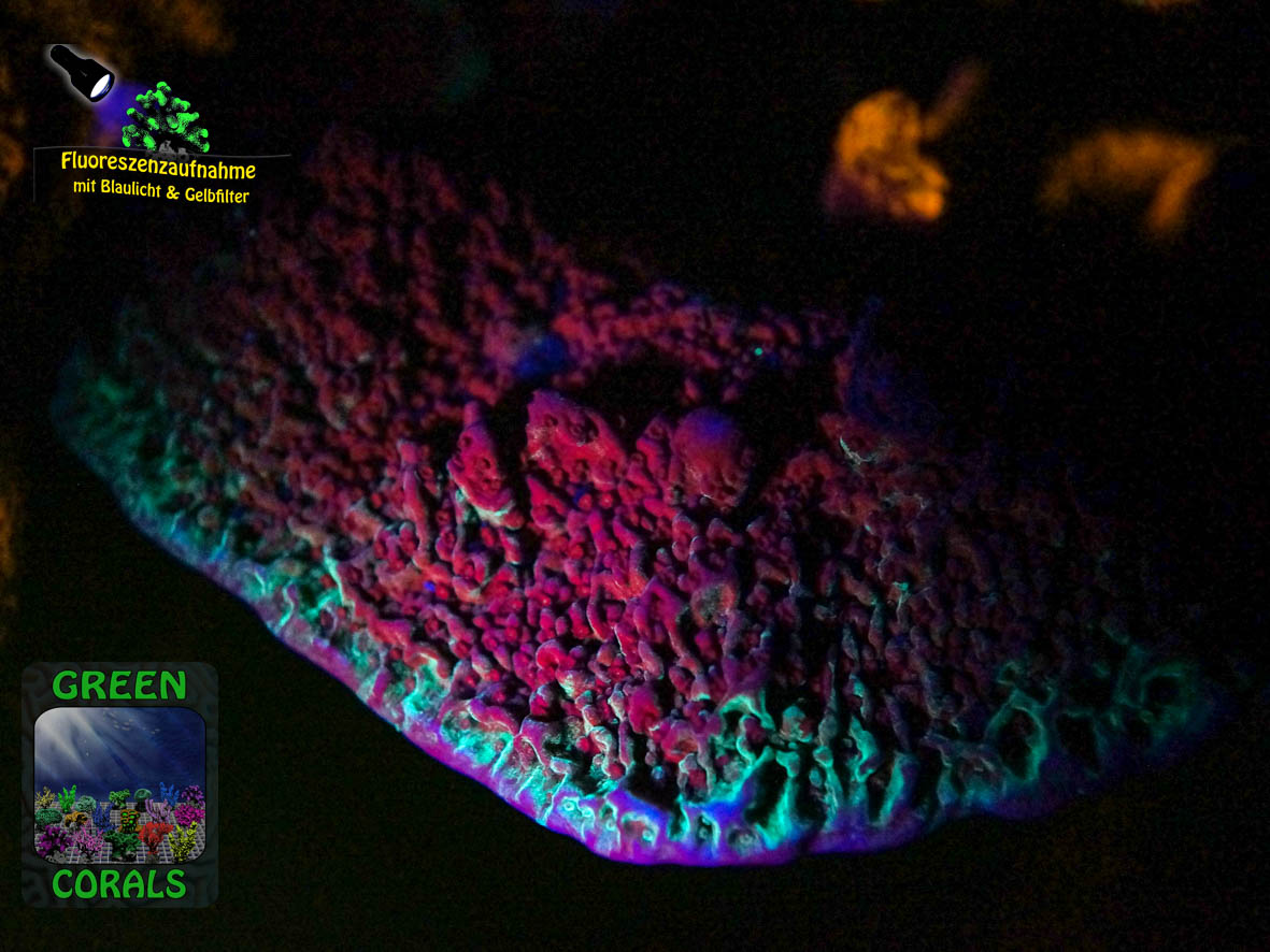 GELBFILTER-4_Montipora-sp.-lila´-DSC06164-WZ