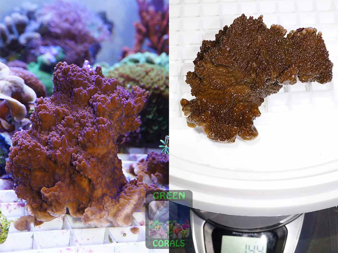 Montipora-sp.-‚folios-lila‘-DSC06941_2er