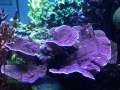 2-Montipora-sp.8-folios-lila´-IMG_4388