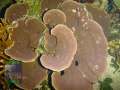 2_Montipora-sp.-lila´-P1160228-WZ