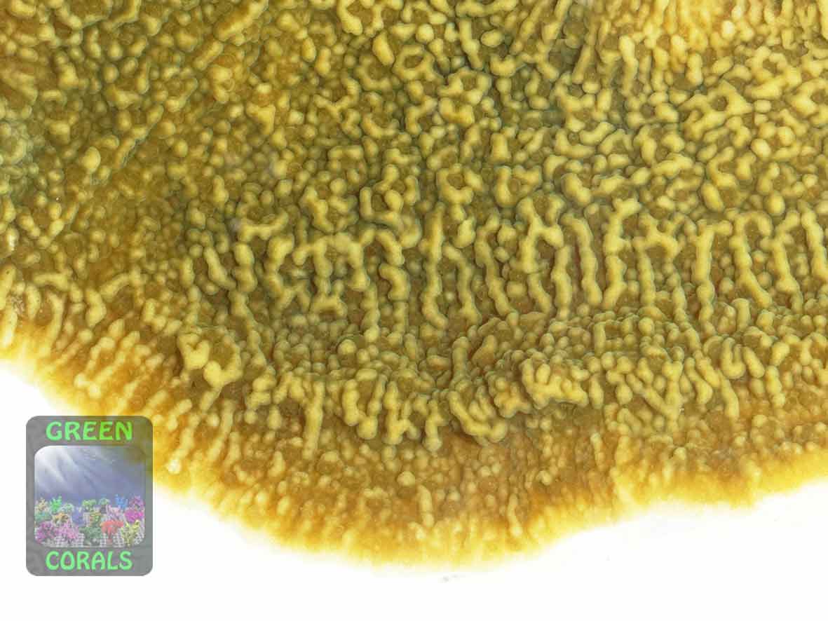 3_Montipora-sp.-folios-beige´-DSC07440-b