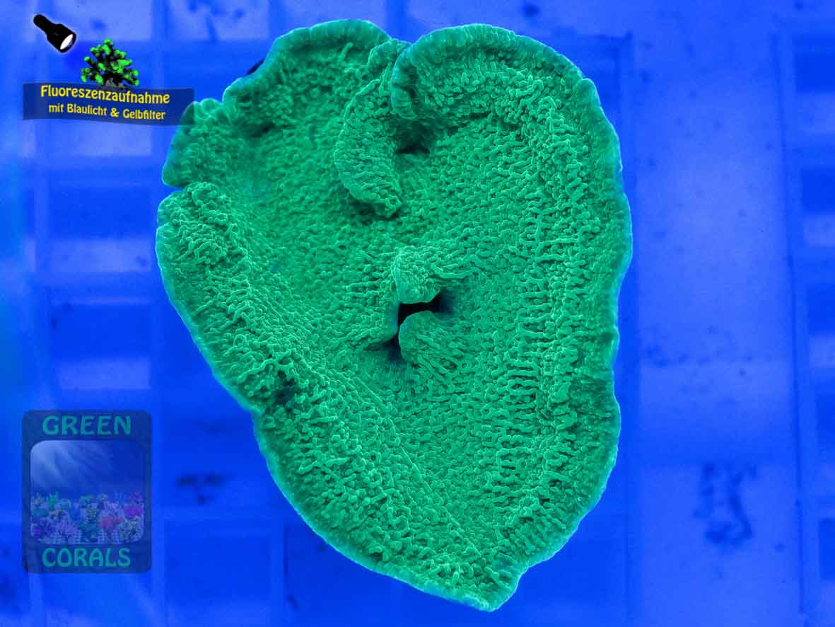 Montipora-sp.-folios-beige´-DSC07259-b-k-WZ_yellow_badge