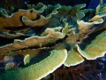 Montipora-sp.-folios-beige´-DSCN5251-b-k-WZ-b-k-WZ-web