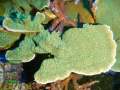 Montipora-sp.-folios-beige´-DSCN6436-b-k
