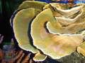 Montipora-sp.-folios-beige´-DSCN6481-b-k