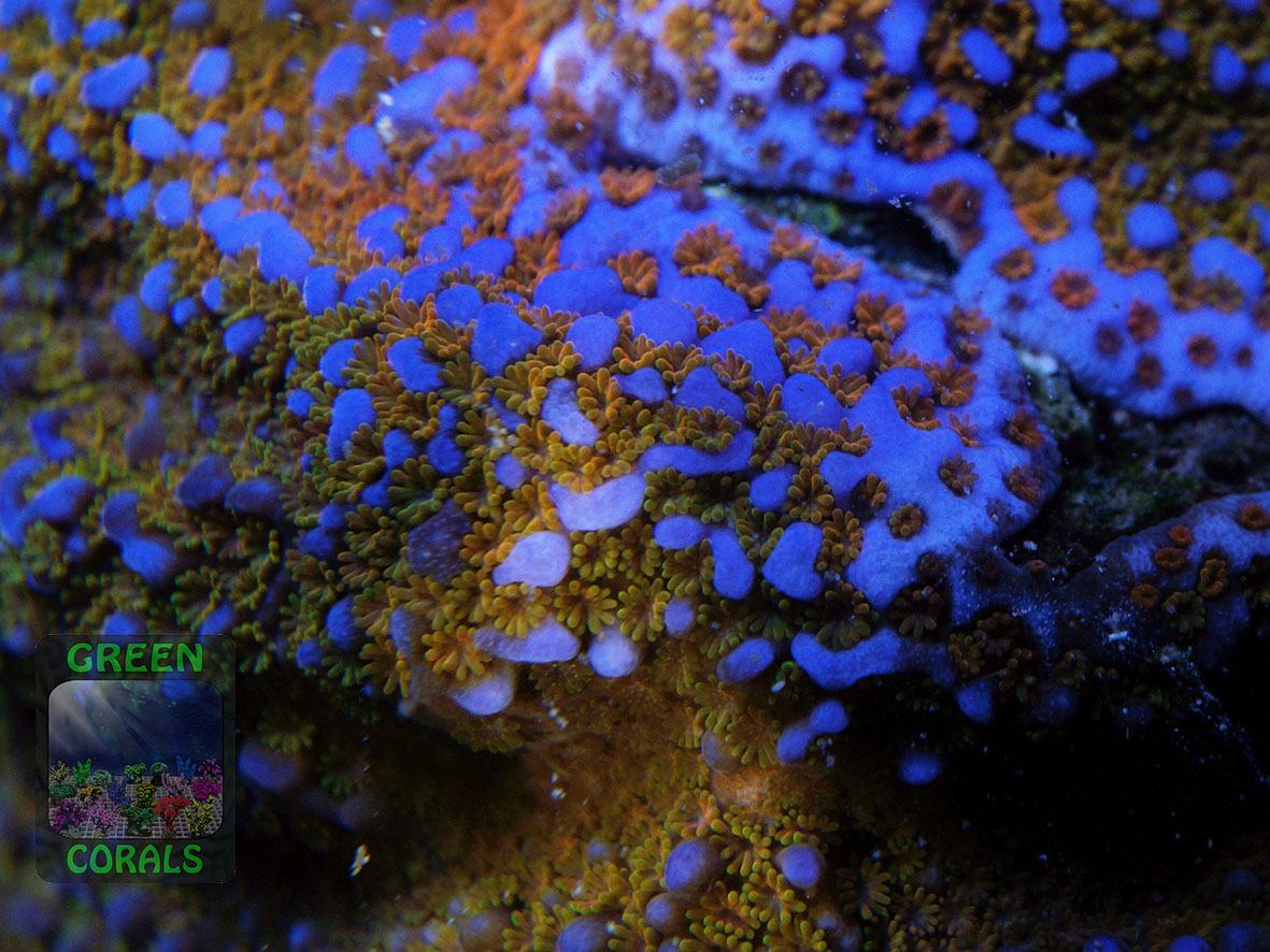 3_Montipora-sp.-superman´-DSC06595
